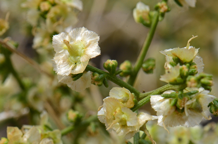 Cheesebush has yellow to white flowers, male and female on the same plants. The large whitish flower is a female. Note the small male flowers in stem axils directly behind the female flower. Ambrosia salsola 